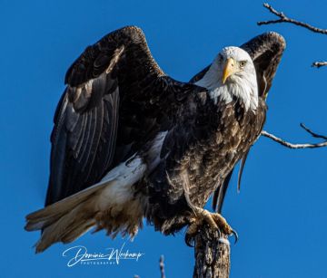 DW Freedom Eagle